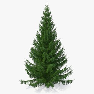 3D white spruce tree model