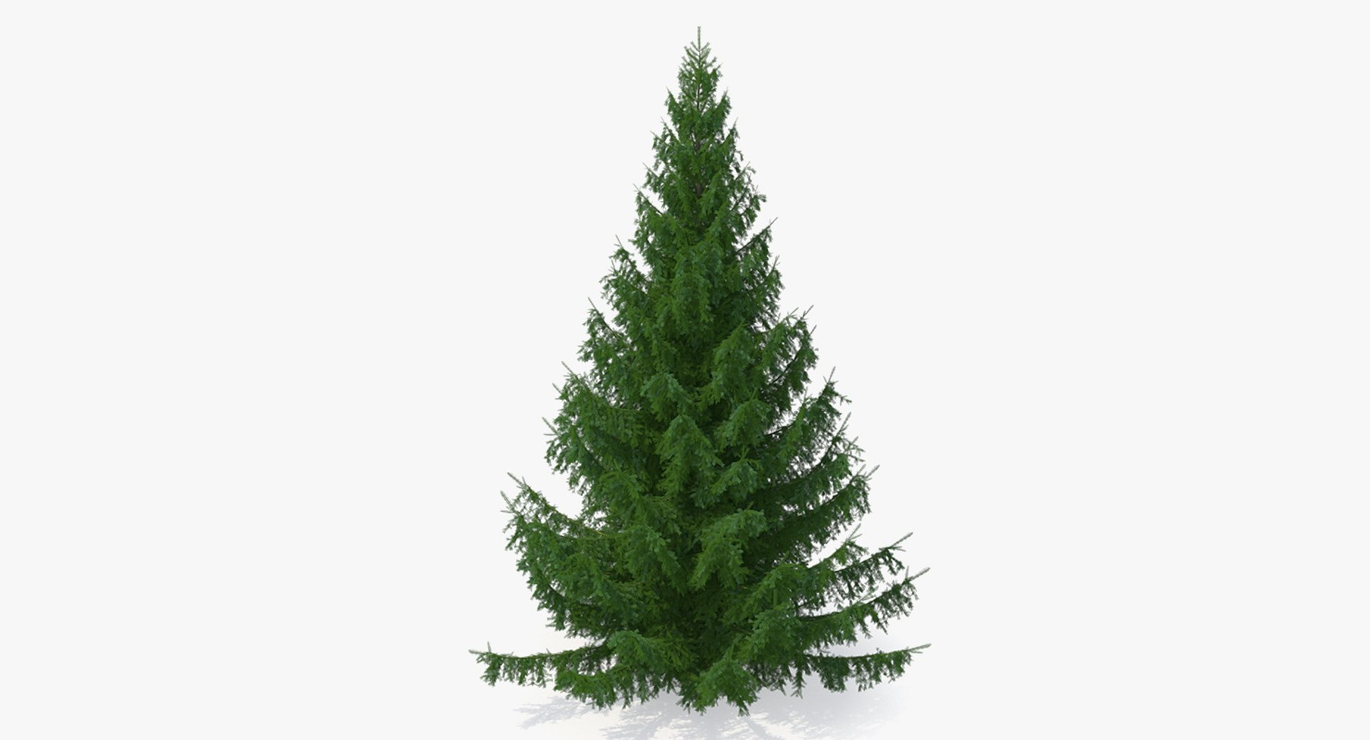 White Spruce Tree 3D model preview