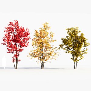 3D Acer saccharinum a