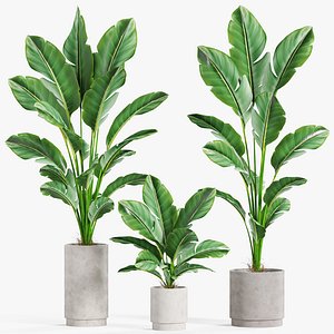 Plants collection 924