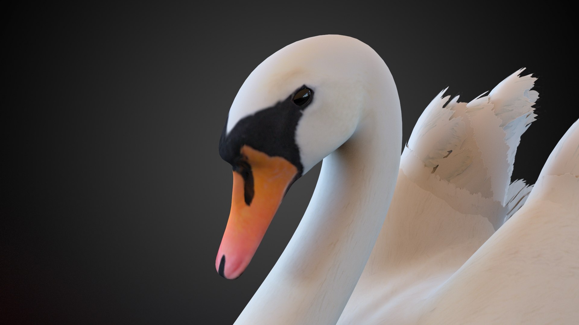 3d Model Swan