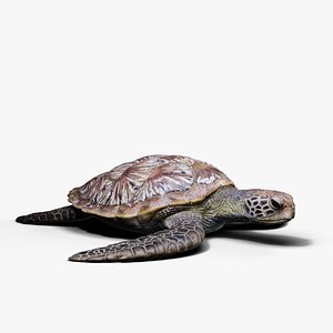 3D cheloniamydas turtle model