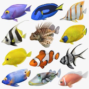 saltwater fish rigged 3D model