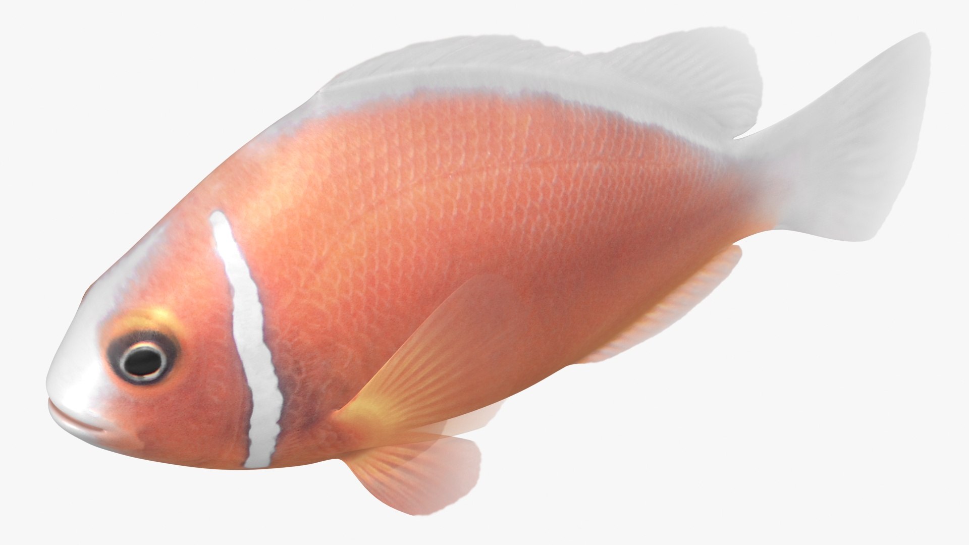 saltwater fish rigged 3D model https://p.turbosquid.com/ts-thumb/iE/Xpl7qr/1da6F9ja/2/jpg/1582548385/1920x1080/fit_q87/b2a6abfab679ac993f79fa1f43330a9d3a2ff5ac/2.jpg