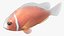 Saltwater Fish Rigged Collection