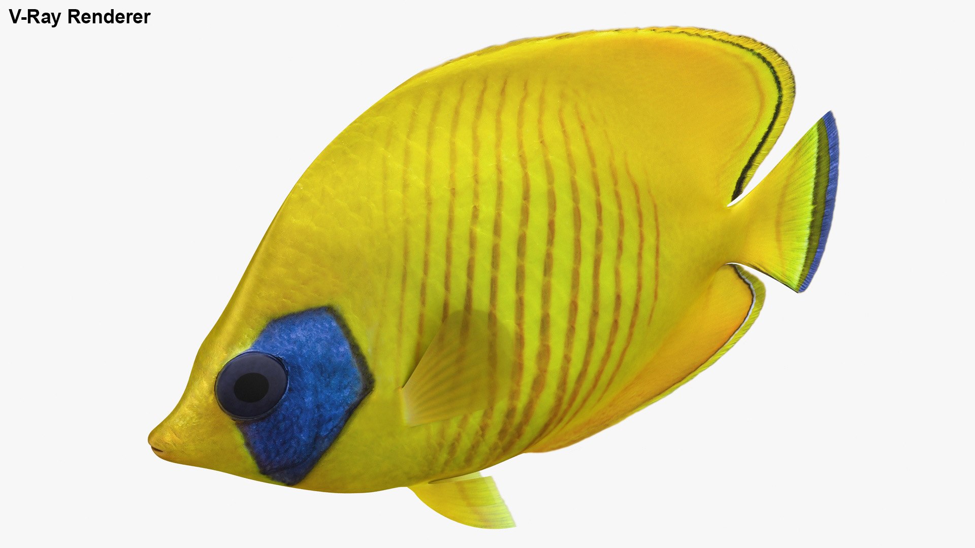saltwater fish rigged 3D model https://p.turbosquid.com/ts-thumb/iE/Xpl7qr/2kUIuNqt/3/jpg/1582548285/1920x1080/fit_q87/df141a921c44ff744d7066b1440841792634d91b/3.jpg