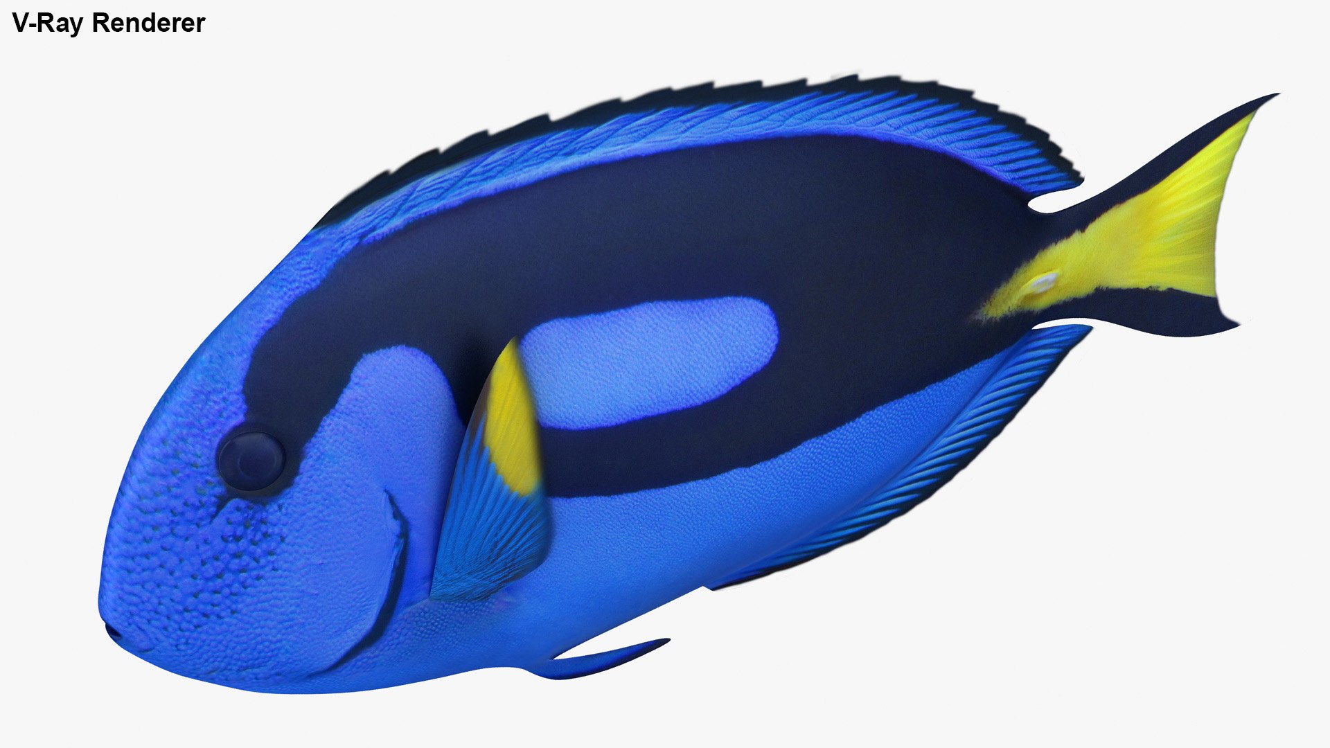 saltwater fish rigged 3D model https://p.turbosquid.com/ts-thumb/iE/Xpl7qr/5f99TMaA/2/jpg/1582548303/1920x1080/fit_q87/b41185974f714a4869c73baba4f30a1e86febea3/2.jpg