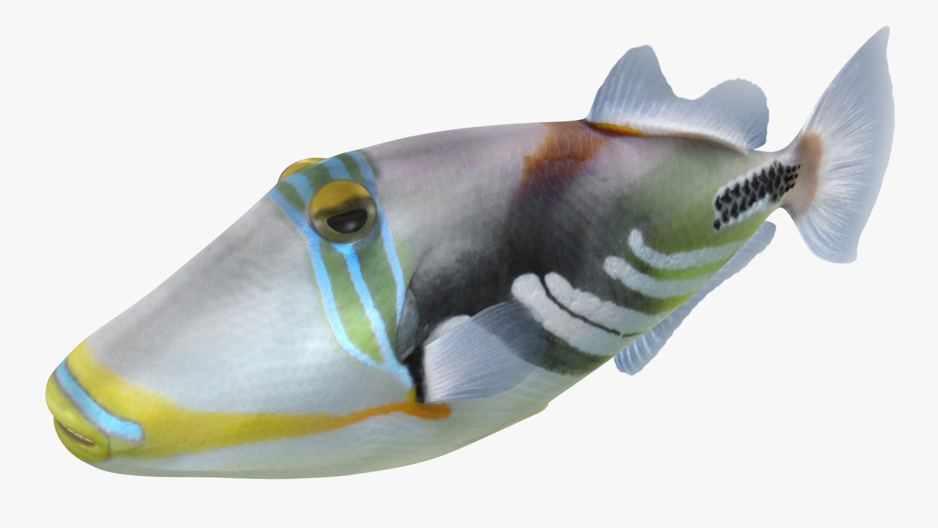 saltwater fish rigged 3D model https://p.turbosquid.com/ts-thumb/iE/Xpl7qr/5iJBg9fX/2/jpg/1582548476/1920x1080/fit_q87/7bcbdf2d33dd780d6d44d72d8089aa05767b61ee/2.jpg