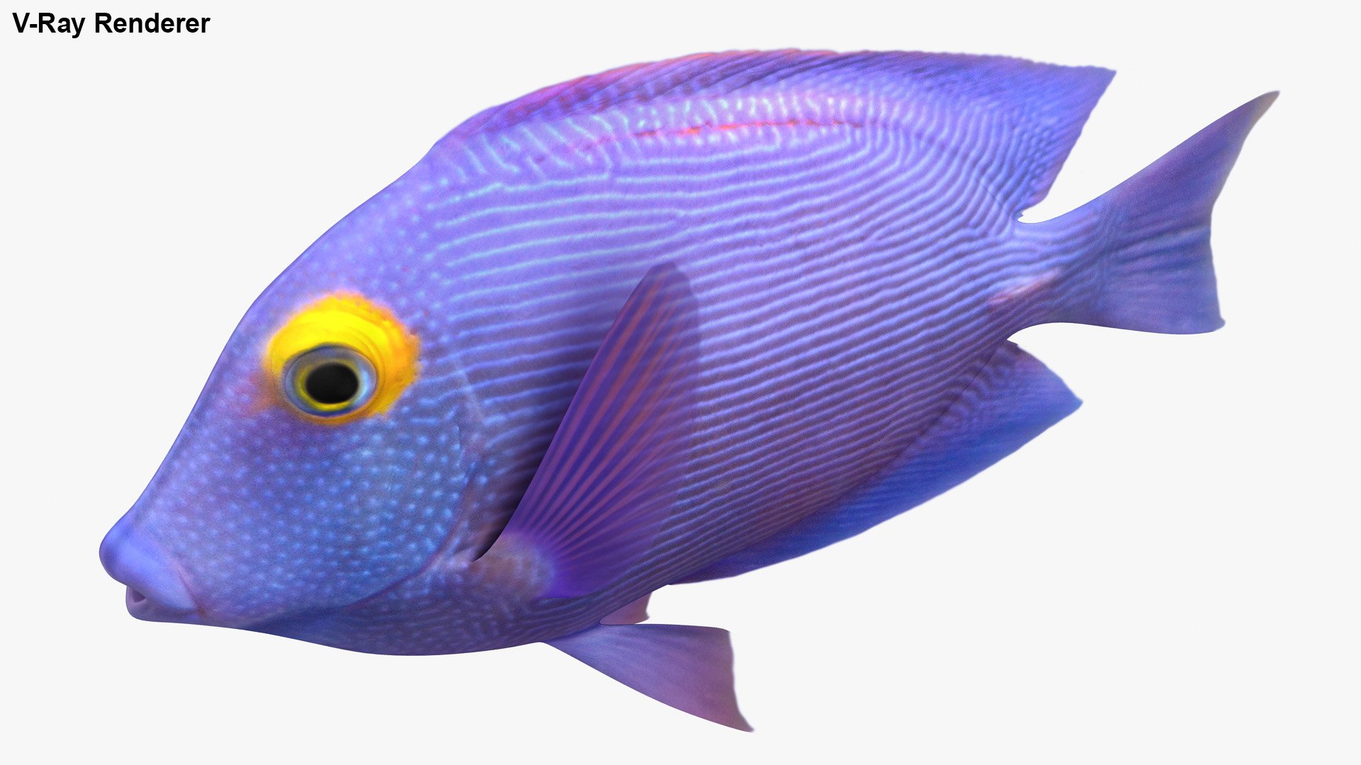 saltwater fish rigged 3D model https://p.turbosquid.com/ts-thumb/iE/Xpl7qr/8PEEz50f/2/jpg/1582548324/1920x1080/fit_q87/36d11eb603a17d0acf99a8e5f368c1eb8f75c262/2.jpg