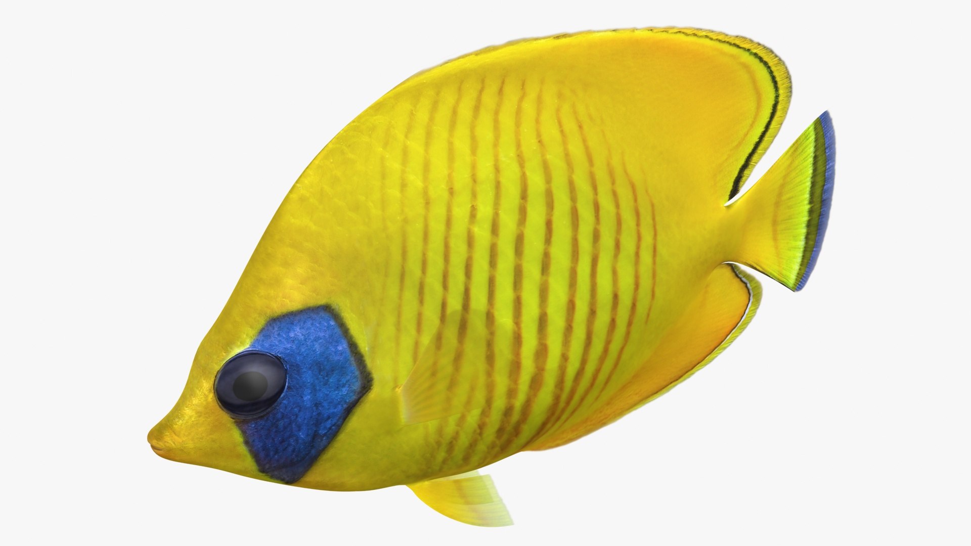 saltwater fish rigged 3D model https://p.turbosquid.com/ts-thumb/iE/Xpl7qr/CDlzrhXt/2/jpg/1582548285/1920x1080/fit_q87/4d9dfcc7aadf0696819c8fc405299c3a4681ee78/2.jpg