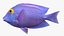Saltwater Fish Rigged Collection