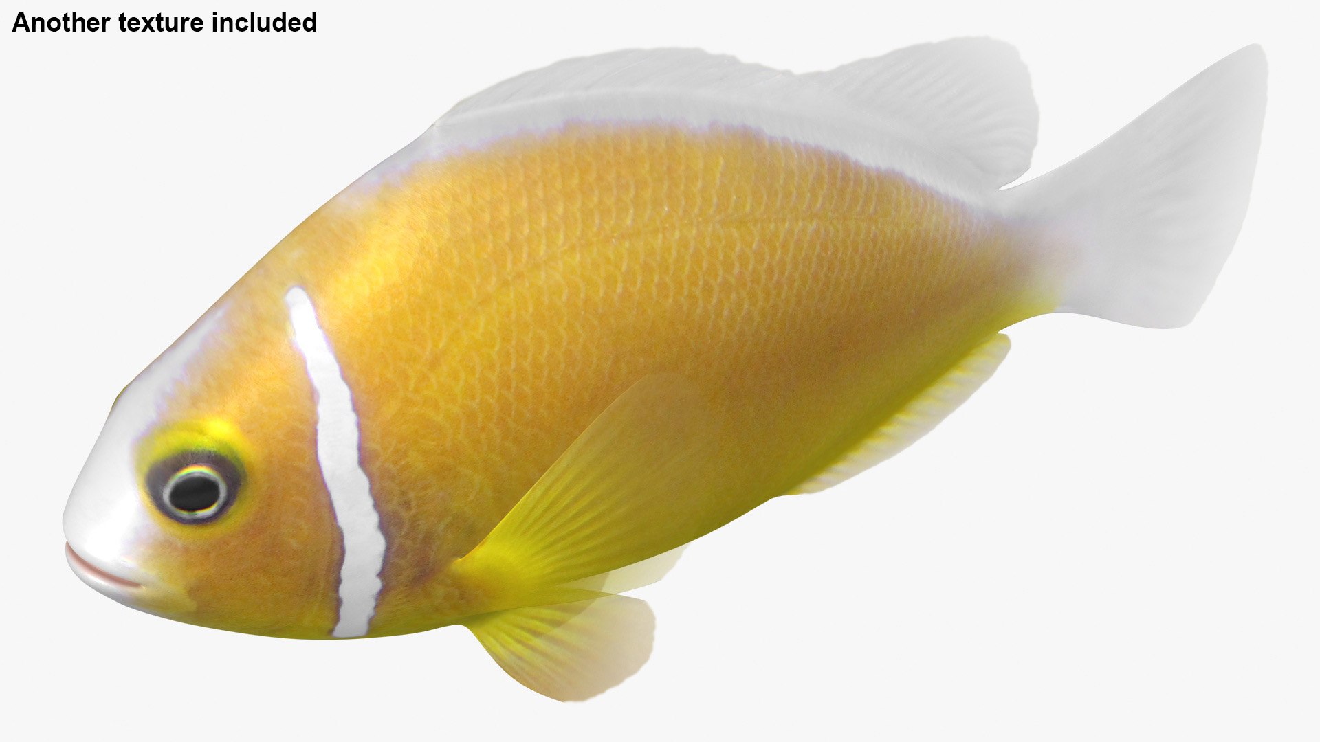 saltwater fish rigged 3D model https://p.turbosquid.com/ts-thumb/iE/Xpl7qr/N4VwKvaR/2/jpg/1582548451/1920x1080/fit_q87/f26df596b111d5e9c06e7c6e78371a44abc42c2c/2.jpg