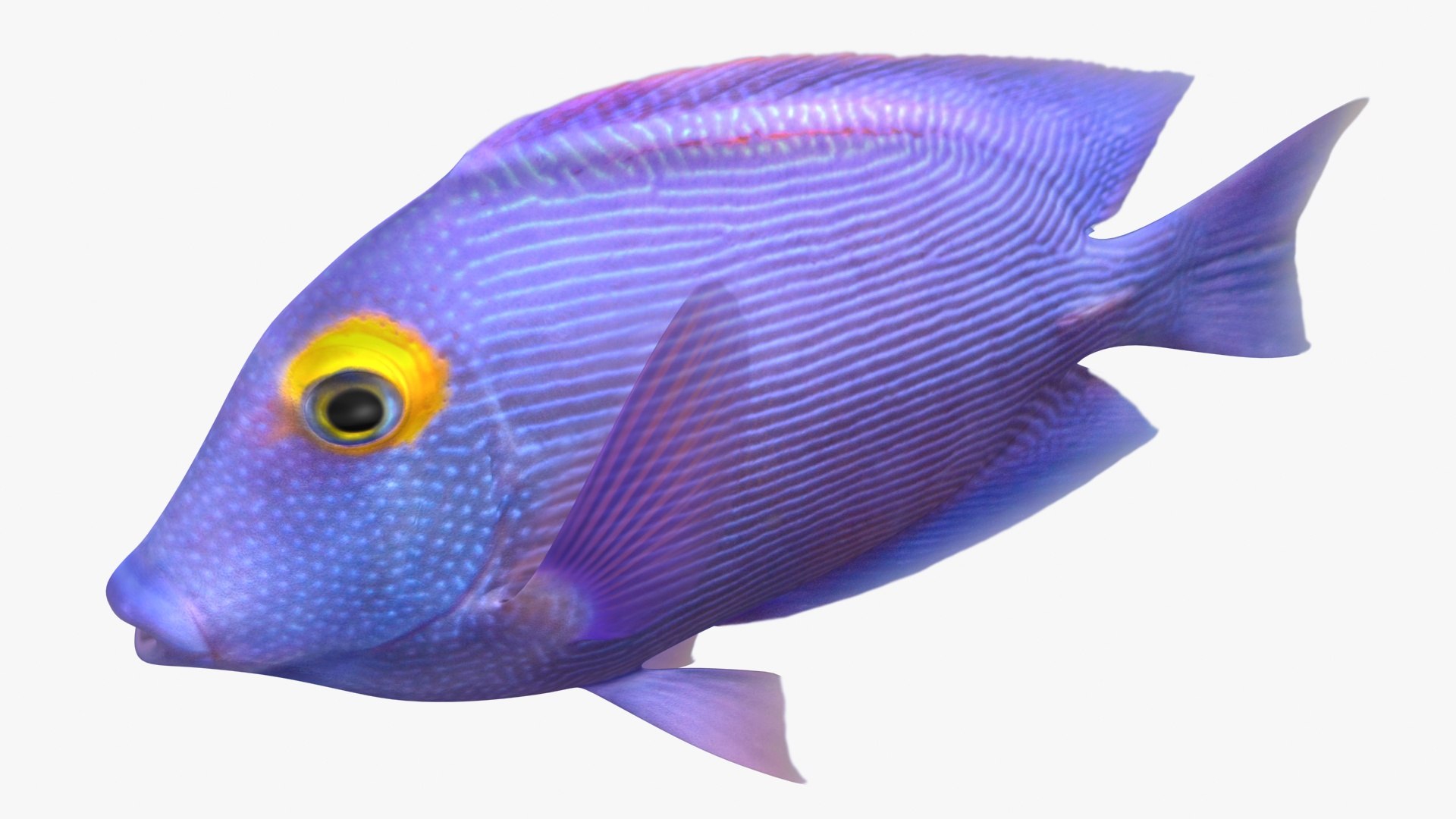 saltwater fish rigged 3D model https://p.turbosquid.com/ts-thumb/iE/Xpl7qr/Vl7MbNf8/2/jpg/1582548324/1920x1080/fit_q87/853d44ad7214ea2963399f5d52003f07bb50c1ae/2.jpg