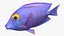 Saltwater Fish Rigged Collection