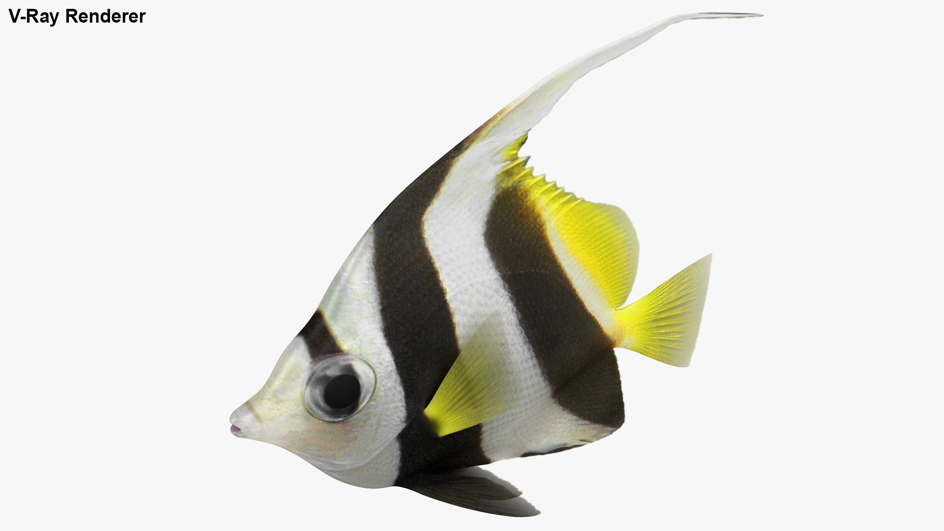 saltwater fish rigged 3D model https://p.turbosquid.com/ts-thumb/iE/Xpl7qr/WU7YxrNV/3/jpg/1582548271/1920x1080/fit_q87/a36e9b06db3f08af9a7e05535e3ff6dc8869aa84/3.jpg
