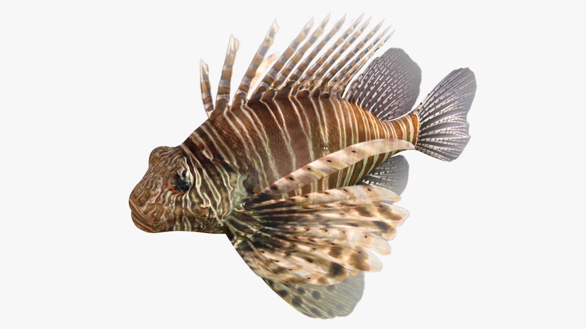 saltwater fish rigged 3D model https://p.turbosquid.com/ts-thumb/iE/Xpl7qr/cgijllEF/2/jpg/1582548340/1920x1080/fit_q87/cca91a2c152260ba22a5fa58875e75ac3c6c2da3/2.jpg