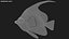 Saltwater Fish Rigged Collection