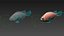 Saltwater Fish Rigged Collection