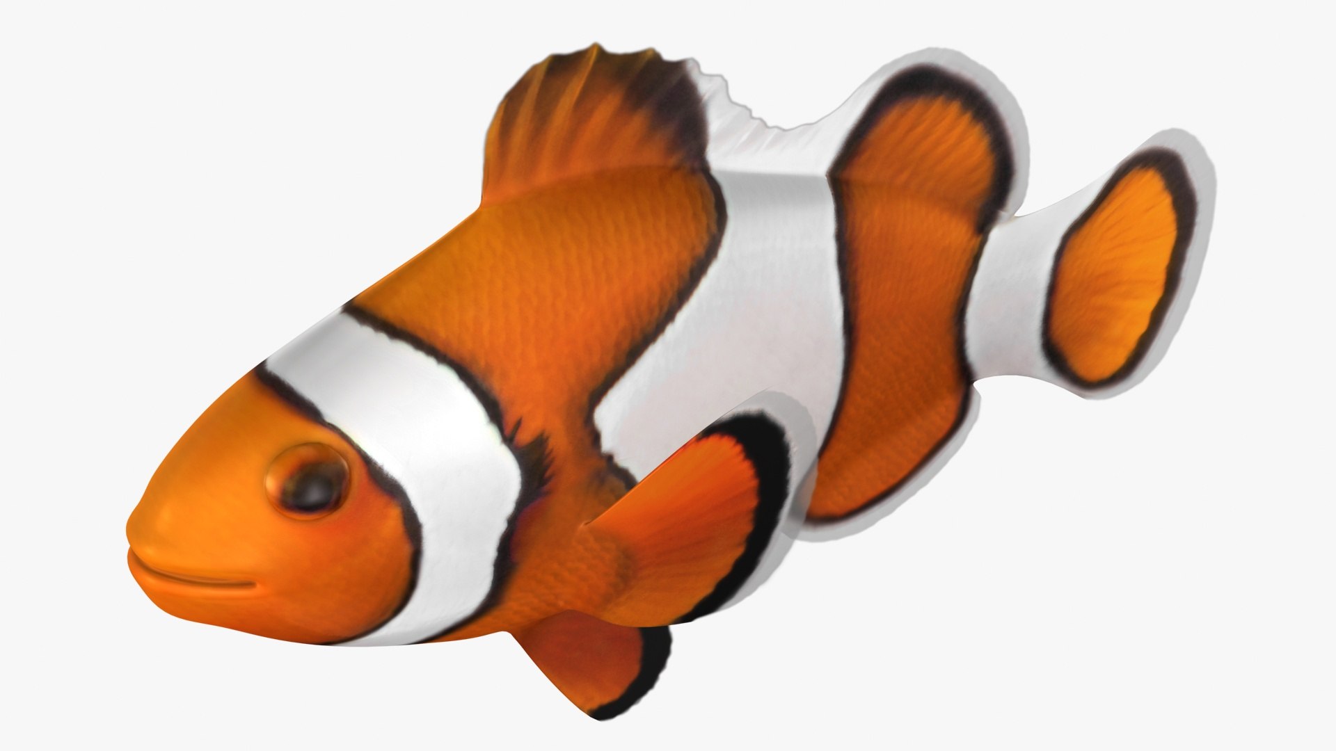 saltwater fish rigged 3D model https://p.turbosquid.com/ts-thumb/iE/Xpl7qr/jrozlp6i/2/jpg/1582548237/1920x1080/fit_q87/a45b58ff445401248e8a53578899bd16c49b9528/2.jpg