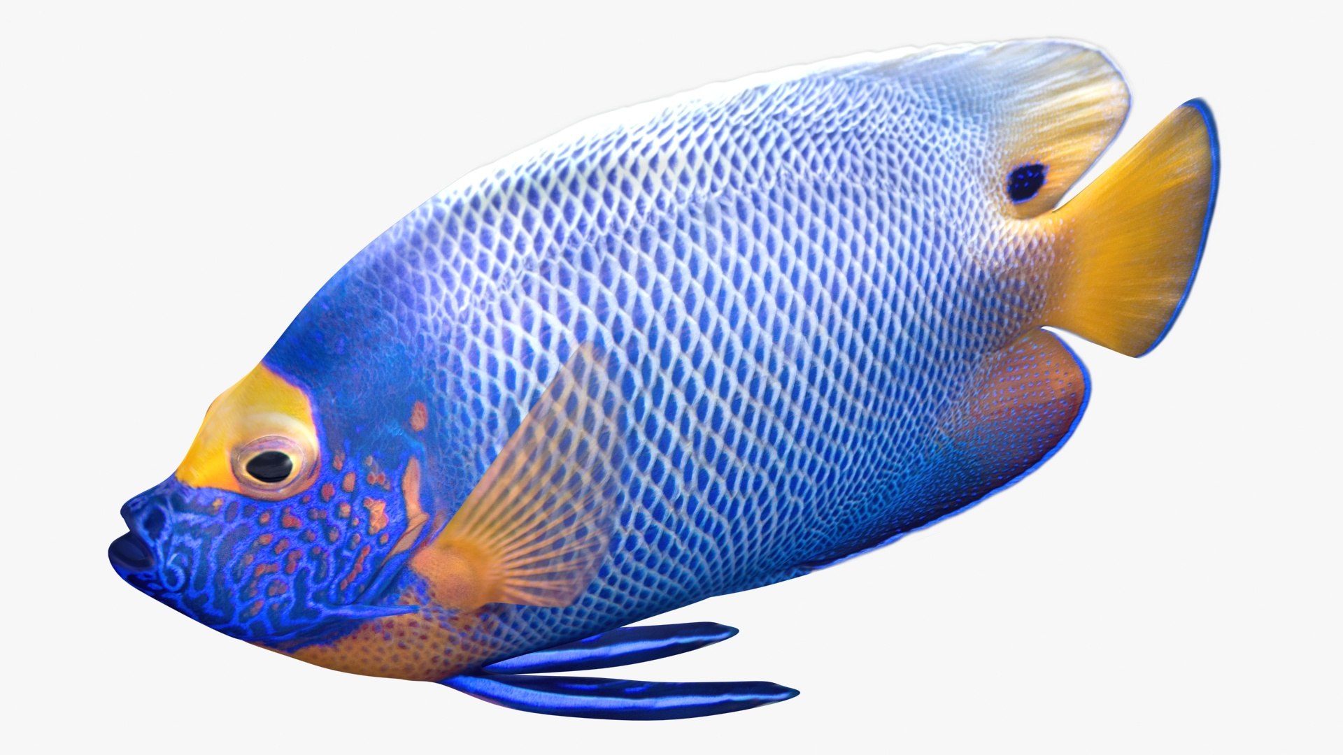 saltwater fish rigged 3D model https://p.turbosquid.com/ts-thumb/iE/Xpl7qr/lcAR0d5o/2/jpg/1582548297/1920x1080/fit_q87/ad28b057b5f263f5b4919f36acdaa06c023926de/2.jpg