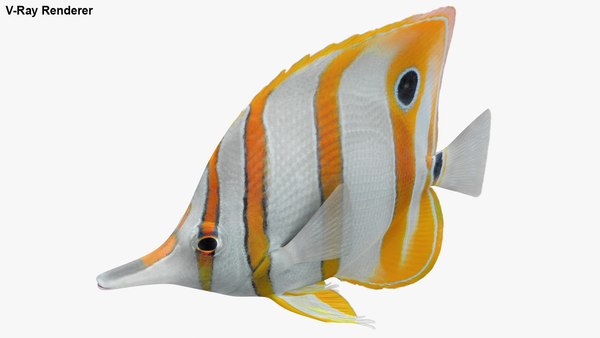 Saltwater fish rigged 3D model - TurboSquid 1514476