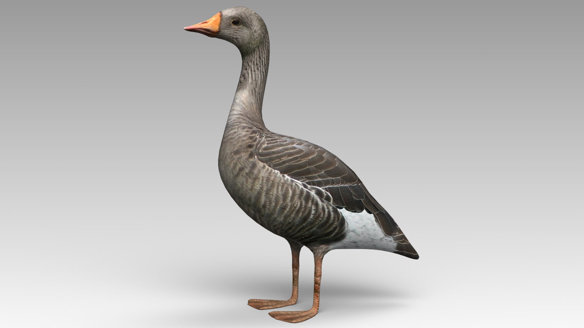 3d Model Goose