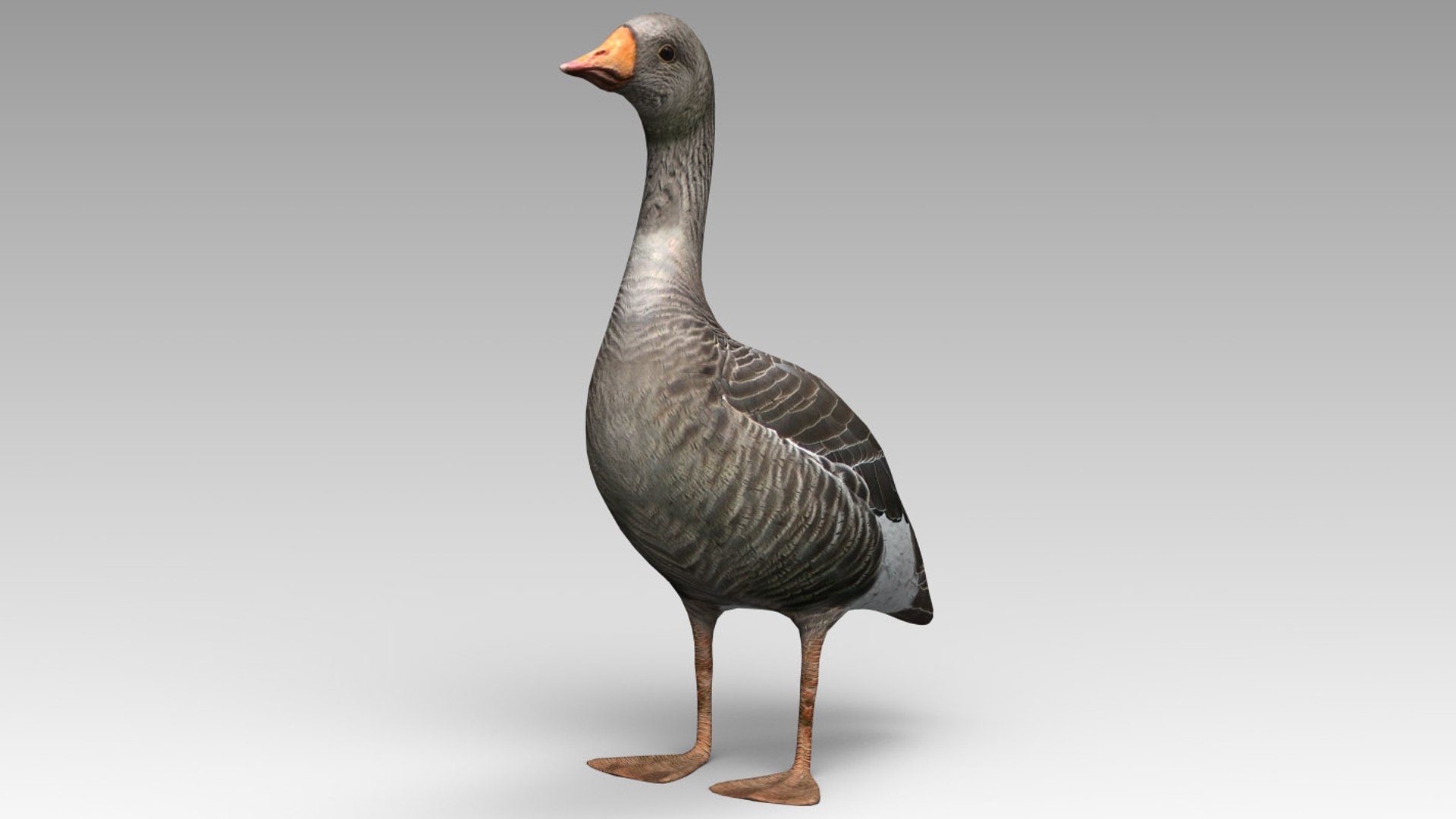 3d Model Goose