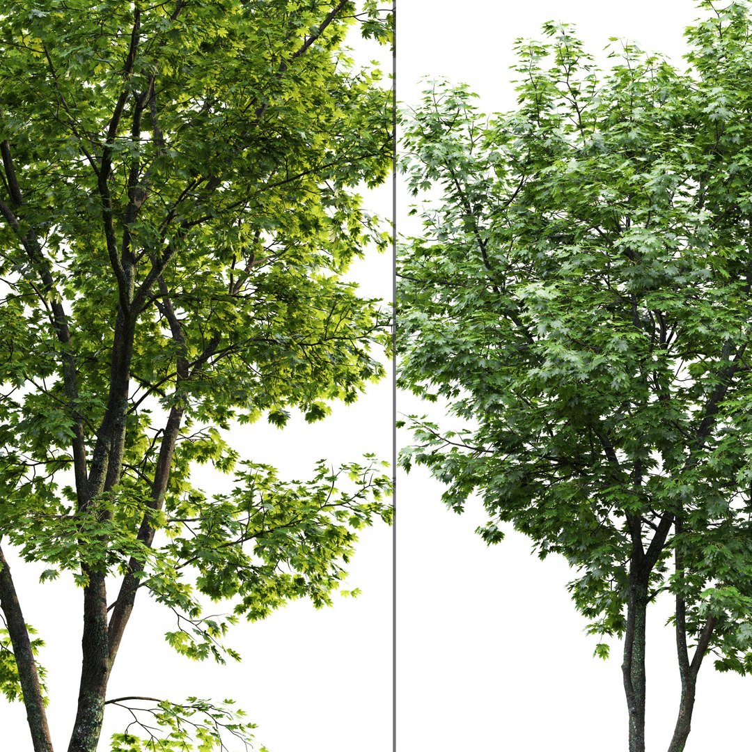 3D Trees Maple-tree 1 Model - TurboSquid 1527980