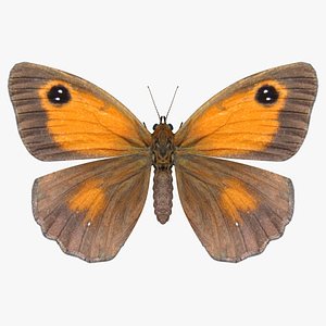 realistic meadow brown model