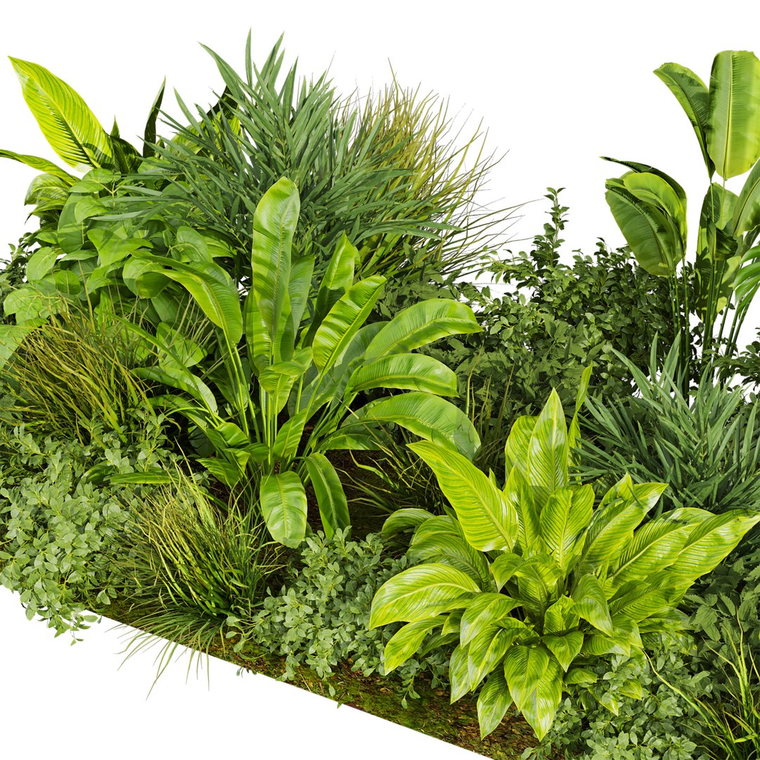 3D Collection plant vol 674 - banana - garden https://p.turbosquid.com/ts-thumb/iE/jIVaut/GY/6/jpg/1762807244/1920x1080/fit_q87/9b6493b821a4e11f93accbfabd96038a493859df/6.jpg