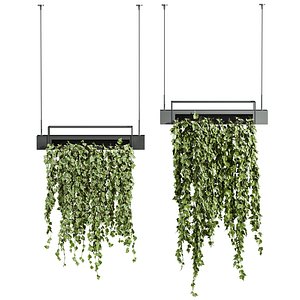 3D ivy plants1