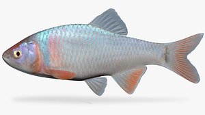cyprinella lutrensis red shiner 3d model