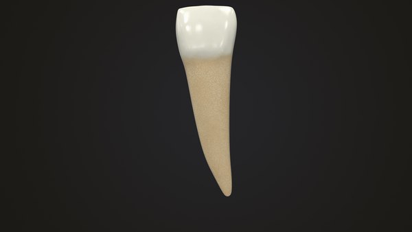 modelo 3d Incisivo lateral inferior de los dientes humanos - TurboSquid ...