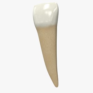 Human Teeth Lower Lateral Incisor