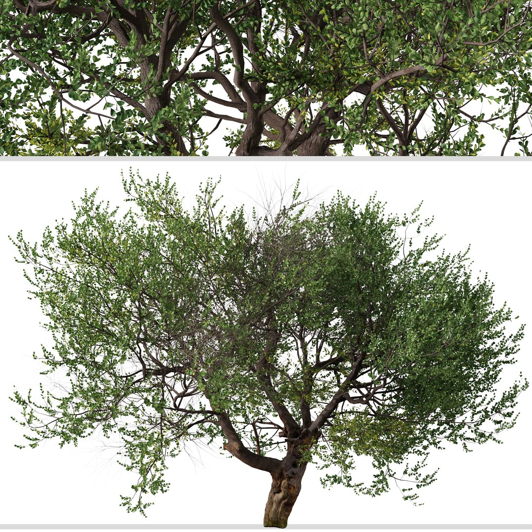 Set Of Australian Tea Or Leptospermum Laevigatum Tree 3D Model ...