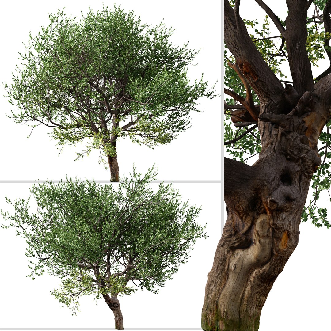 Set Of Australian Tea Or Leptospermum Laevigatum Tree 3D Model ...