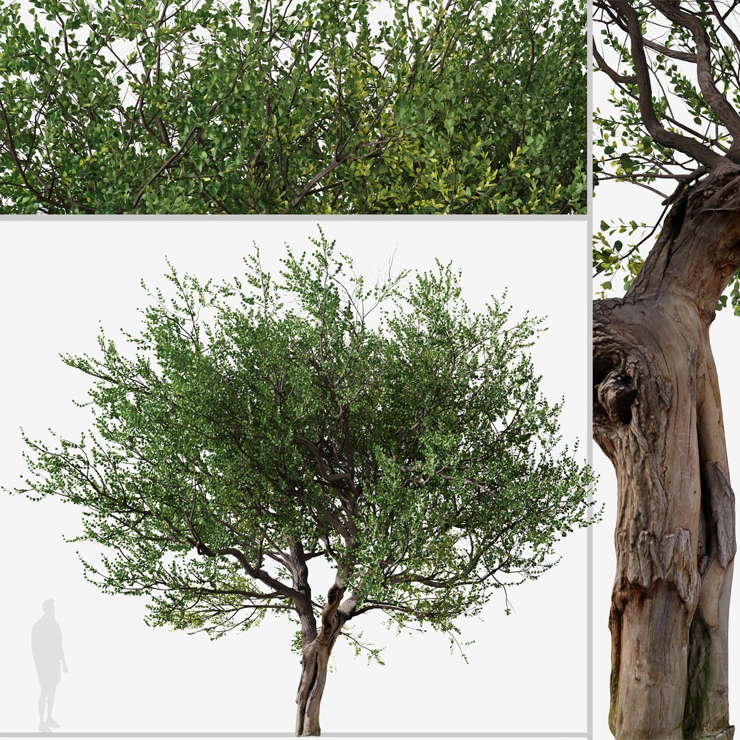 Set Of Australian Tea Or Leptospermum Laevigatum Tree 3D Model ...