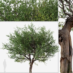 Set of Australian Tea or Leptospermum laevigatum Tree 3D model