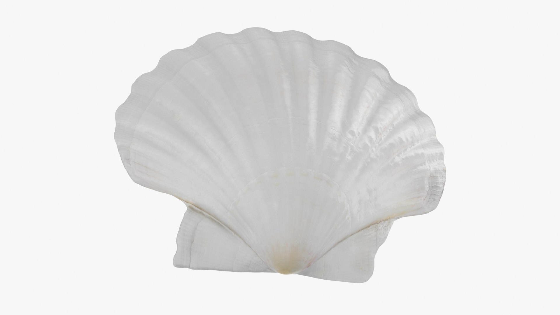 3D Clam Shell 03 Model - TurboSquid 2269913