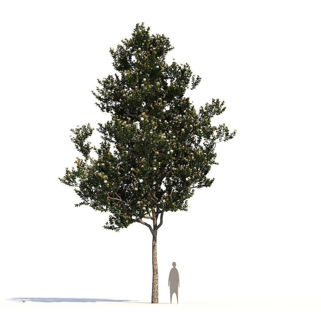 Max 5 Tree