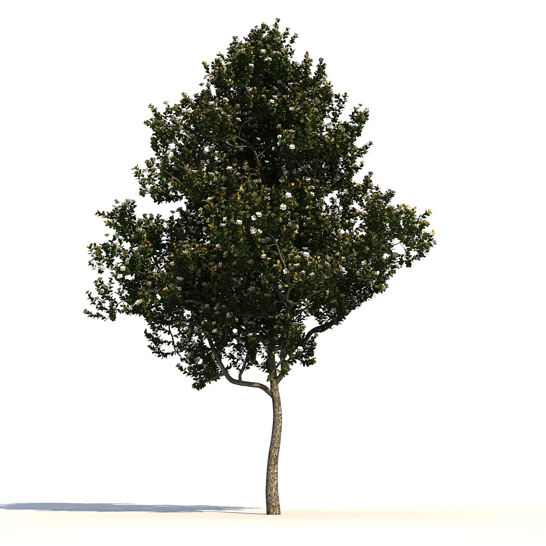 Max 5 Tree