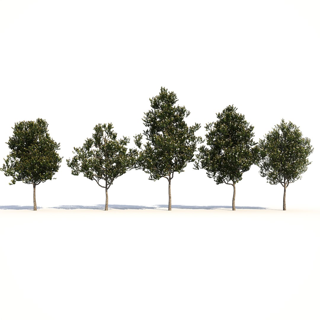 Max 5 Tree