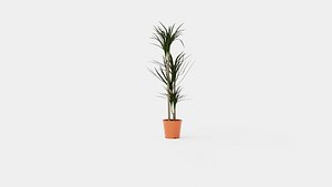 3D Collection of Houseplants - 10 Models model