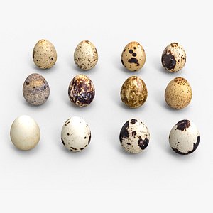 3D model Bird Eggs