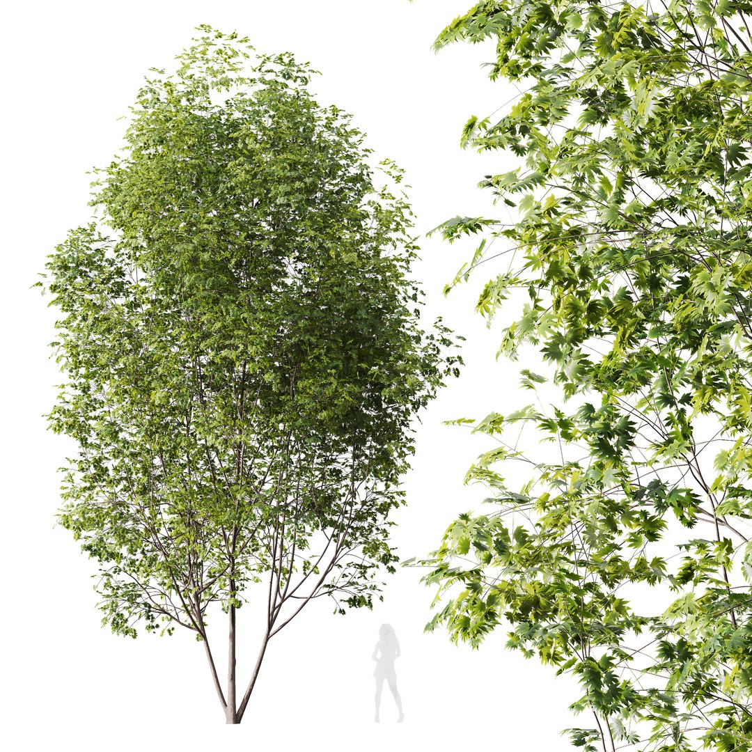 3D model 6 Different SETS of Tree SET VOL08 https://p.turbosquid.com/ts-thumb/iF/etDV7P/1l/z006/jpg/1695929772/1920x1080/fit_q87/5e80414f09cf0cbfc982e447f447b16cb81d1214/z006.jpg