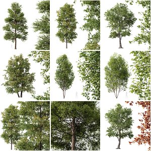 3D model 6 Different SETS of Tree SET VOL08