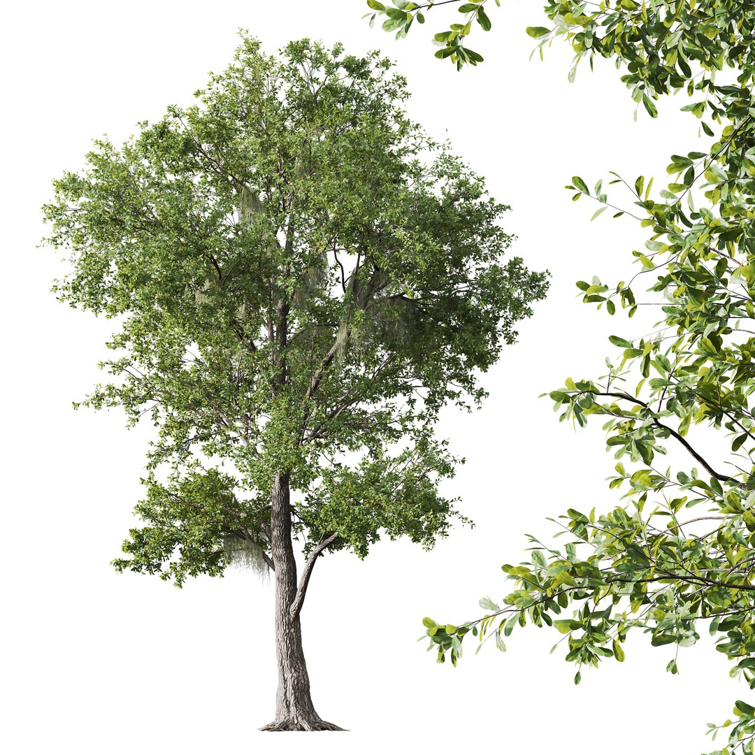 3D model 6 Different SETS of Tree SET VOL08 https://p.turbosquid.com/ts-thumb/iF/etDV7P/HY/z03/jpg/1695929734/1920x1080/fit_q87/9682c2ee884a78079998309db5c9d501095c86db/z03.jpg