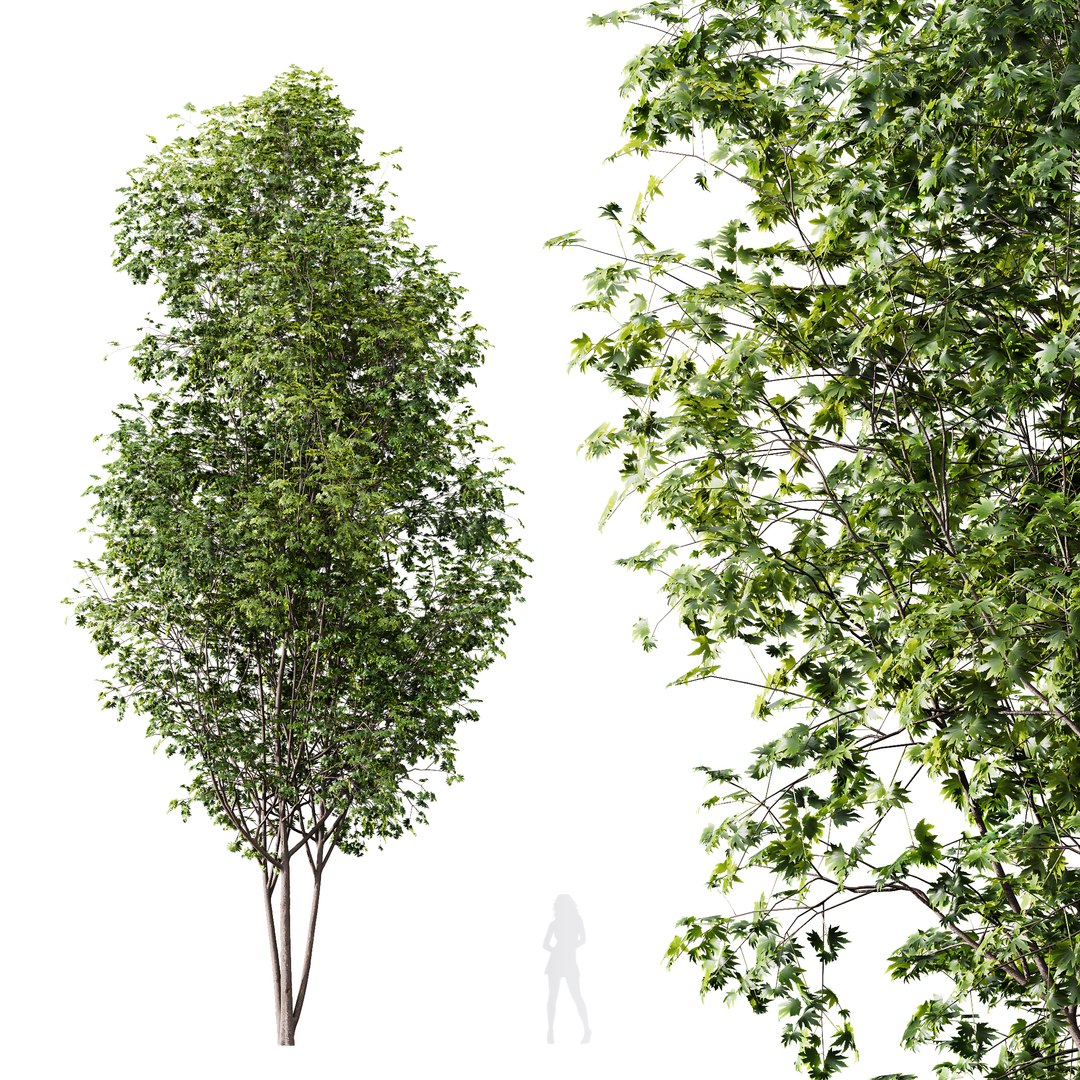 3D model 6 Different SETS of Tree SET VOL08 https://p.turbosquid.com/ts-thumb/iF/etDV7P/f5/z005/jpg/1695929773/1920x1080/fit_q87/3a441738a389e9252171a4550e6843af98b6fdd9/z005.jpg
