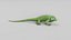 3D Iguana 2 model