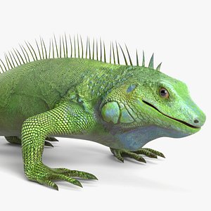 3D Iguana 2 model